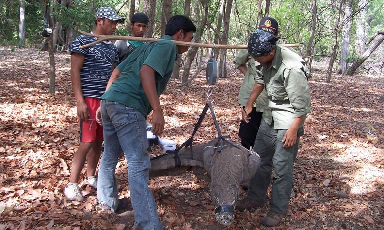 Prise du poids d'un varan de Komodo - Recenser les dragons de Komodo pour mieux les protéger - Programme Indonésie - Association Beauval Nature