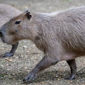 Nouveau parrainage : c’est à vous de choisir entre les capybaras, takins dorés, alligators du Mississippi ou caracals
