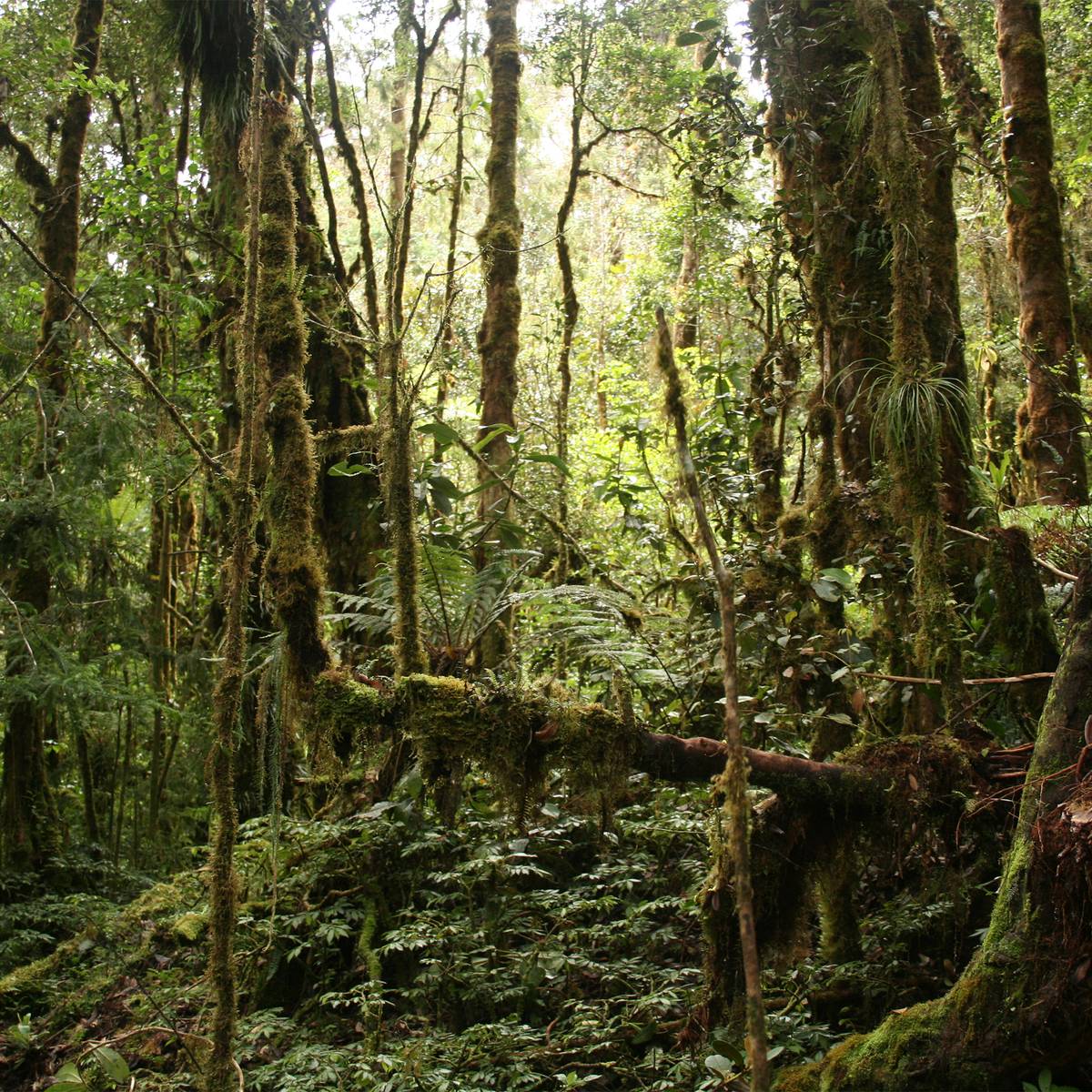 Protéger l’habitat des dendrolagues - Programme Papouasie-Nouvelle-Guinée - Association Beauval Nature