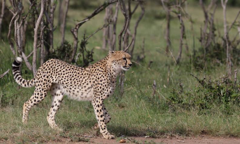 Guépard prêt à courir - Sauver et réintroduire les guépards en sensibilisant à leur conservation - Programme Namibie - Association Beauval Nature