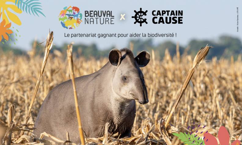 Beauval Nature X Captain Cause