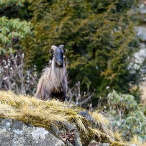 À la découverte du tahr de l’Himalaya, pour mieux le protéger