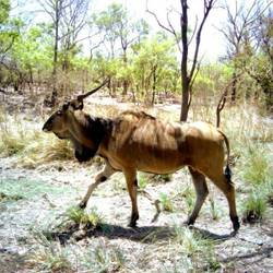 Restaurer les populations de 5 espèces clés du parc Niokolo Koba - Programme Sénégal - Association Beauval Nature