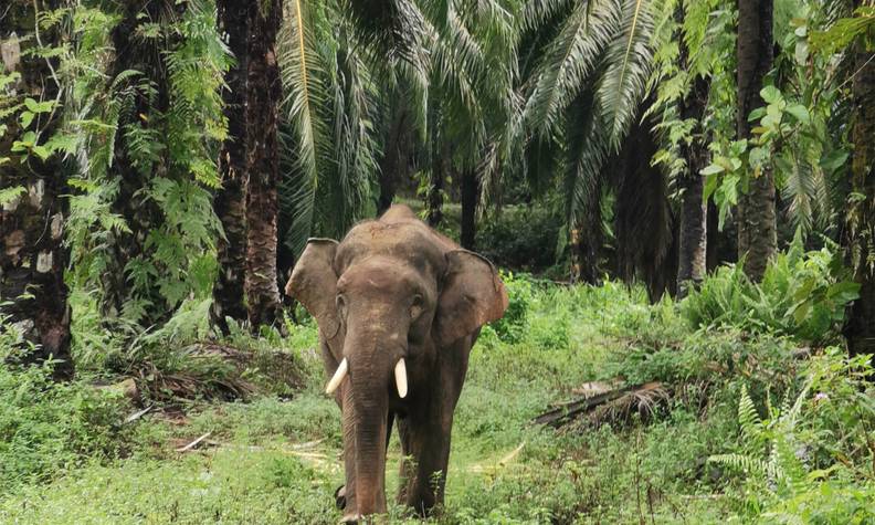 Biodiversité éléphant - Certifier les plantations d’huile de palme pour protéger la biodiversité - Programme Malaisie - Association Beauval Nature