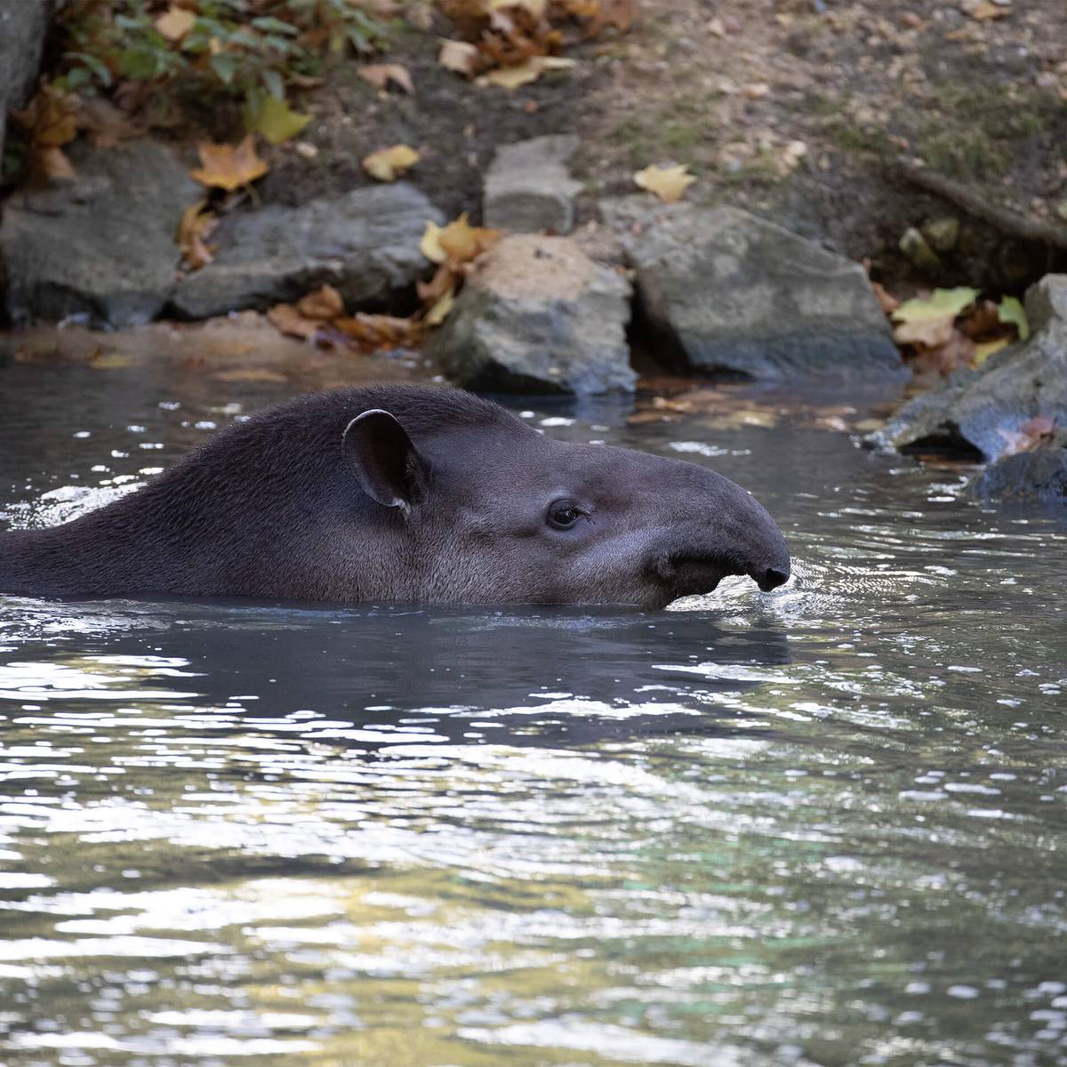 Tapir terrestre dans l'eau - Conserver la diversité génétique avec le cryobanking - Programme Guyane - Association Beauval Nature
