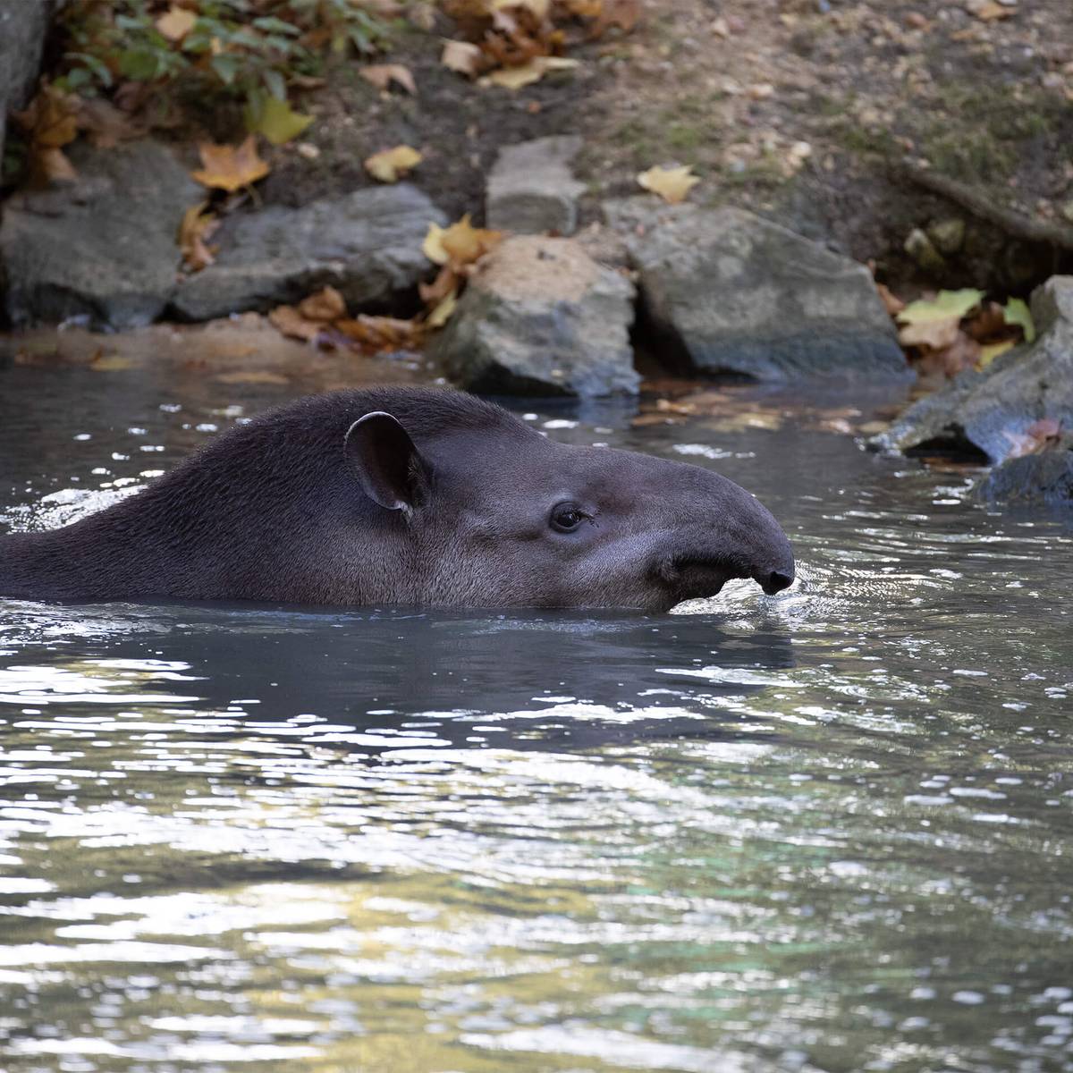 Tapir terrestre dans l'eau - Conserver la diversité génétique avec le cryobanking - Programme Guyane - Association Beauval Nature