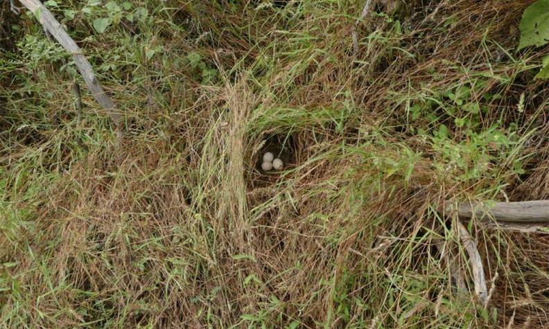 Nid de francolin - Les derniers francolins de Djibouti - Programme Djibouti - Association Beauval Nature