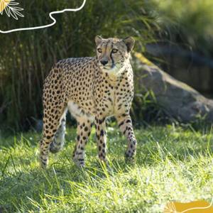 Journée mondiale du guépard 2025 : préserver le félin le plus rapide du monde