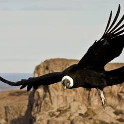 Protéger et relâcher le condor des Andes sacré - Programme Argentine - Association Beauval Nature