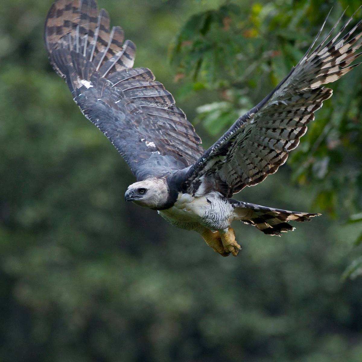 Harpie féroce en vol - Suivre les sites de nidification des harpies féroces - Programme Brésil - Association Beauval Nature