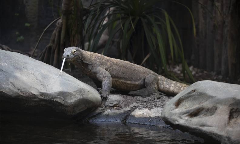 Dragon de Komodo au bord de l'eau - Recenser les dragons de Komodo pour mieux les protéger - Programme Indonésie - Association Beauval Nature