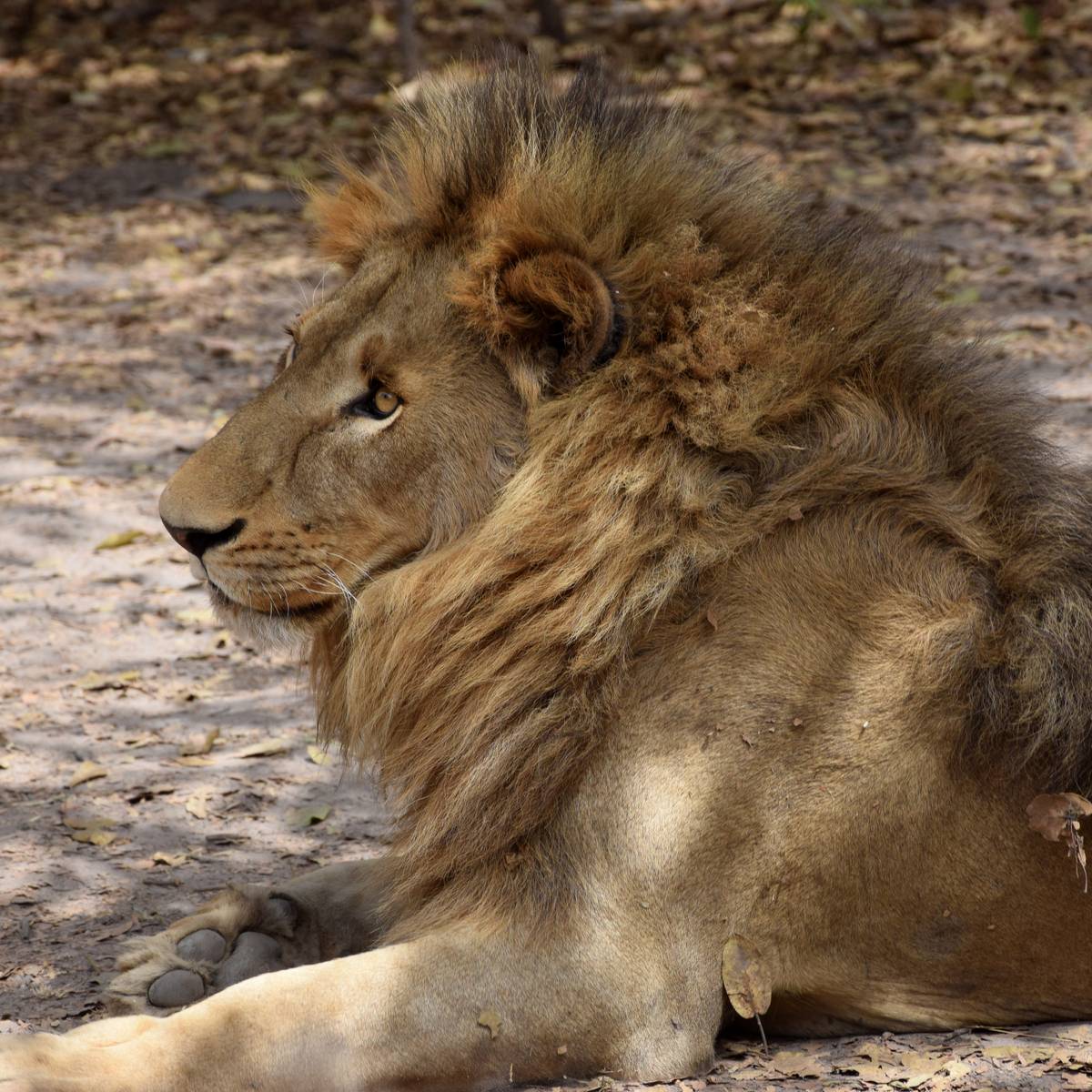 Lion allongé - Protéger les lions du Parc National du Niokolo-Koba - Programme Sénégal - Association Beauval Nature