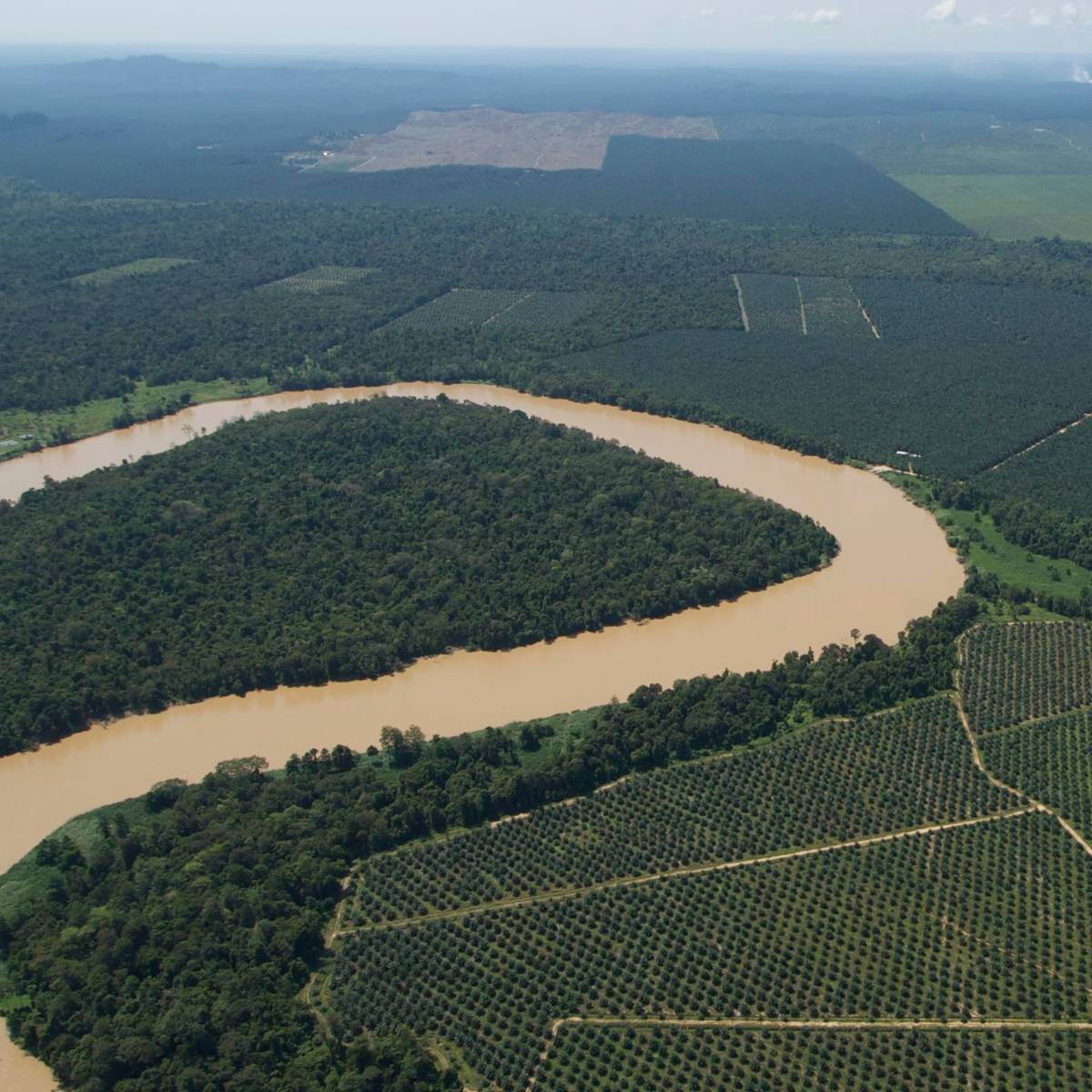 Palmeraies traversant la rivière - Certifier les plantations d’huile de palme pour protéger la biodiversité - Programme Malaisie - Association Beauval Nature