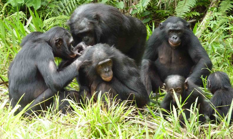 Groupe de bonobos - Sauver les derniers bonobos - Programme Congo - Association Beauval Nature
