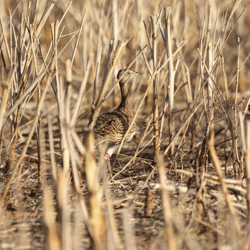 Relâché outardes canepetières