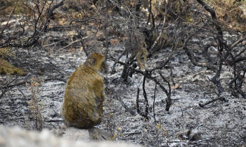 Magot dans les cendres après un incendie - Sauver les macaques de Barbarie - Programme Maroc - Association Beauval Nature