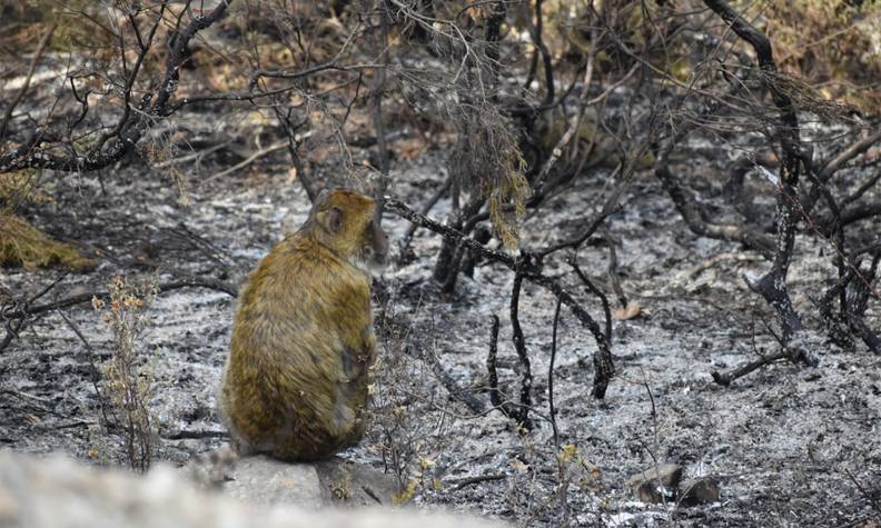 Magot dans les cendres après un incendie - Sauver les macaques de Barbarie - Programme Maroc - Association Beauval Nature