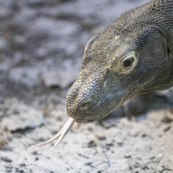 Parrainer Drac, varan de Komodo du ZooParc de Beauval - Recenser les dragons de Komodo pour mieux les protéger - Programme Indonésie - Association Beauval Nature