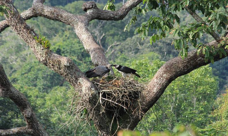 Couple de harpies féroces - Suivre les sites de nidification des harpies féroces - Programme Brésil - Association Beauval Nature