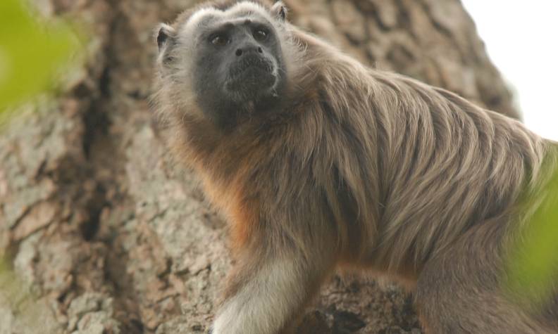 Tamarin à mains blanches sur arbre - Surveiller et protéger le tamarin à mains blanches  - Programme Colombie - Association Beauval Nature