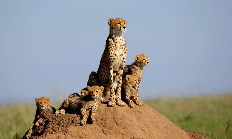 Famille de guépards - Sauver et réintroduire les guépards en sensibilisant à leur conservation - Programme Namibie - Association Beauval Nature