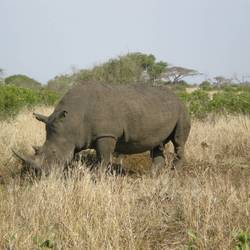 Protéger les rhinocéros du braconnage - Programme Namibie - Association Beauval Nature