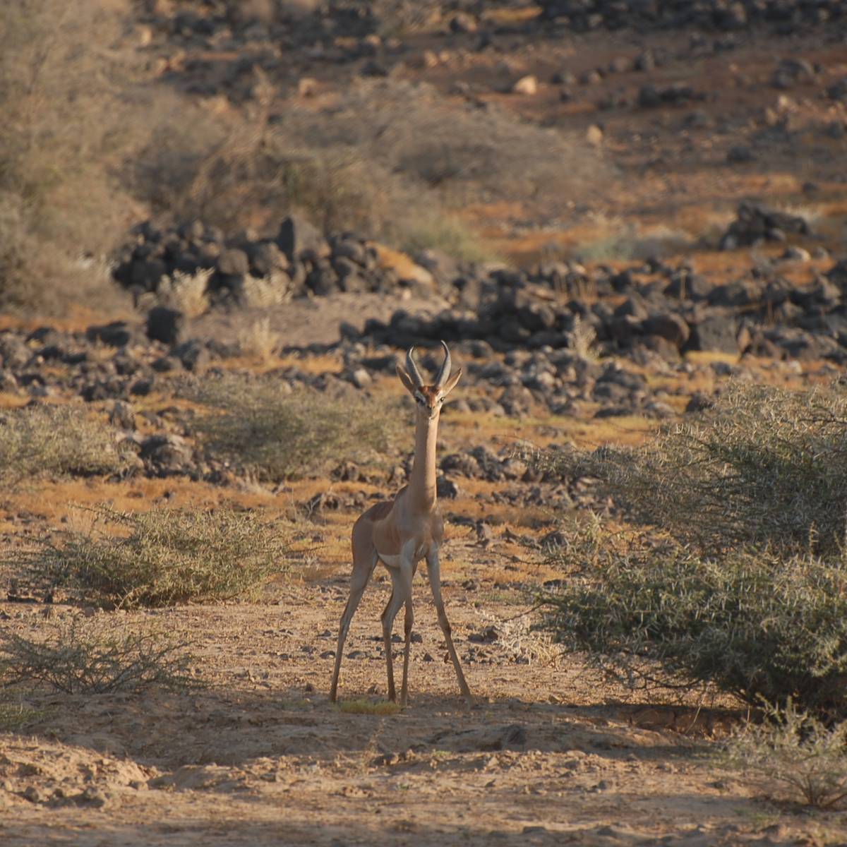 Gazelle girafe - Préserver la faune et la flore des aires protégées d’Assamo et de Djalelo - Programme Djibouti - Association Beauval Nature