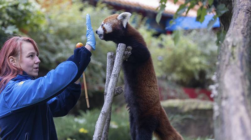 International Red Panda Day 2026 – Browny in training