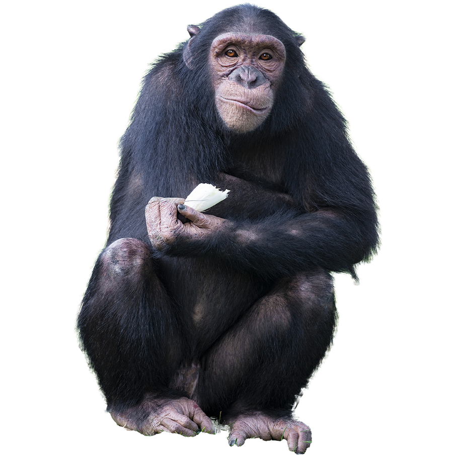 Recueillir, réhabiliter et réintroduire les chimpanzés, mandrills et cercopithèques - Programme Congo - Association Beauval Nature