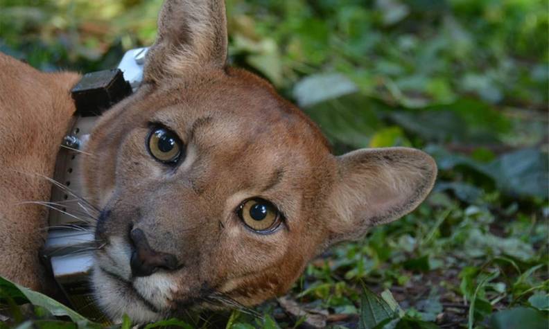 Le puma, situé dans la même aire de répartition que le jaguar - Recenser les jaguars et sensibiliser pour les préserver - Programme Brésil - Association Beauval Nature