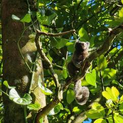 Ouistiti de montagne dans un arbre - Recenser, suivre et protéger les ouistitis de montagne - Programme Brésil - Association Beauval Nature