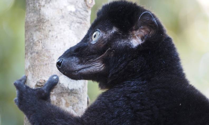 Lémurien noir aux yeux bleus sur un arbre - Protéger le lémur aux yeux turquoise en préservant son habitat - Programme Madagascar - Association Beauval Nature