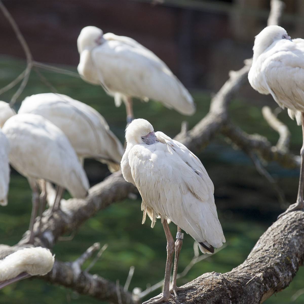 Spatule d'Afrique - Rédiger un guide de l’avifaune djiboutienne - Programme Djibouti - Association Beauval Nature