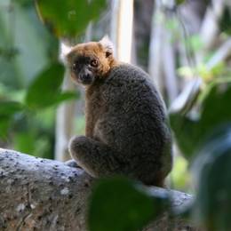 Grand hapalémur - Ancien programme Madagascar - Association Beauval Nature