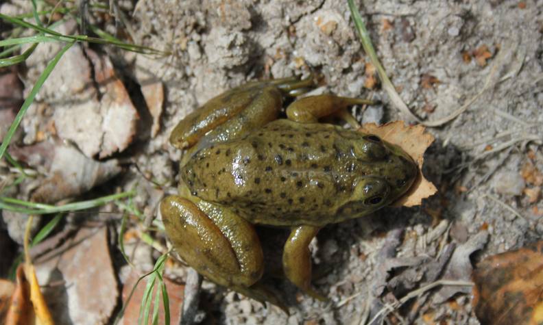 Juvénile grenouille taureau - Lutter contre la grenouille taureau pour préserver les amphibiens de Sologne - Programme France - Association Beauval Nature