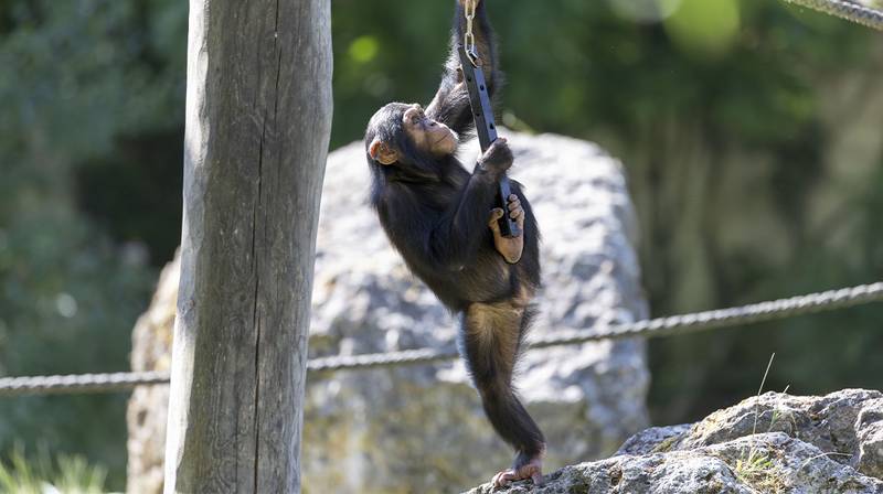 World Chimpanzee Day 2026 – N’Saka