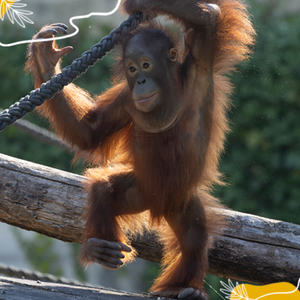 Journée mondiale des orangs-outans : Raja grandit, observe… et apprend !