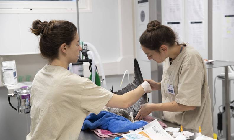 Vétérinaire et bénévole examinant un héron cendré sur la table d'opération du Centre de Soins