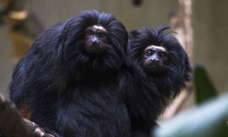 Tamarin lion à croupe dorée - Protéger 4 espèces de tamarins lions et restaurer leur habitat - Programme Brésil - Association Beauval Nature