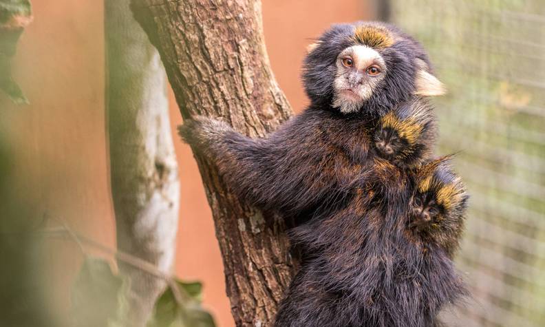 Ouistiti oreillard et ses petits dans un centre de conservation - Recenser, suivre et protéger les ouistitis de montagne - Programme Brésil - Association Beauval Nature