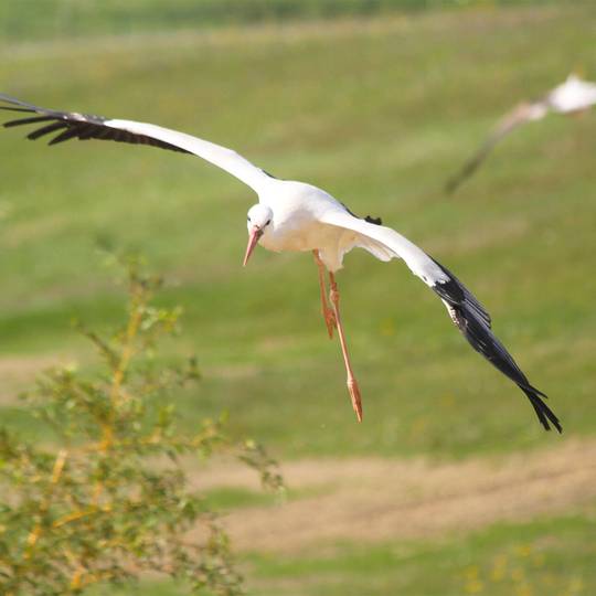 Groupe de cigogne en vol - Préparer du plasma riche en plaquettes pour les cigognes blanches - Programme France - Association Beauval Nature