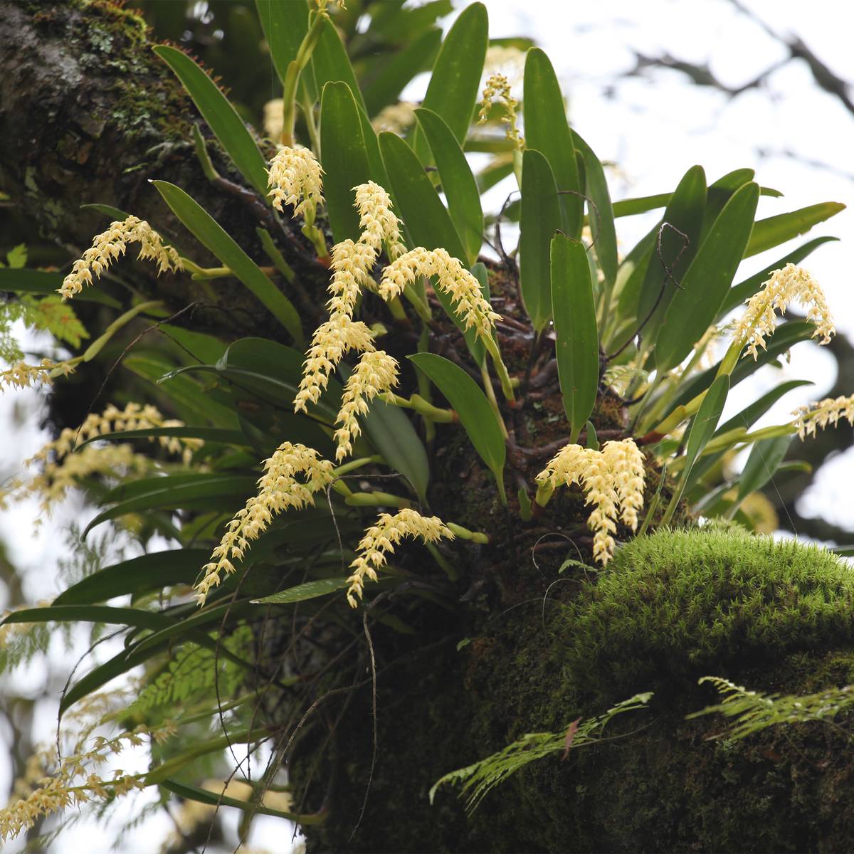 Forêt où vivent les nepenthes - Recenser, sauver, reproduire et réimplanter les Népenthès dans leur milieu naturel - Programme Indonésie - Association Beauval Nature