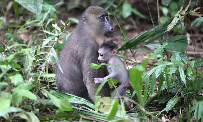 Bébé mandrill - Recueillir, réhabiliter et réintroduire les chimpanzés, mandrills et cercopithèques - Programme Congo - Association Beauval Nature
