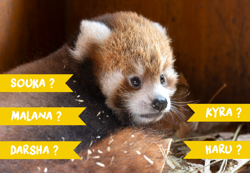 Vote for a name for a female red panda baby born in 2025