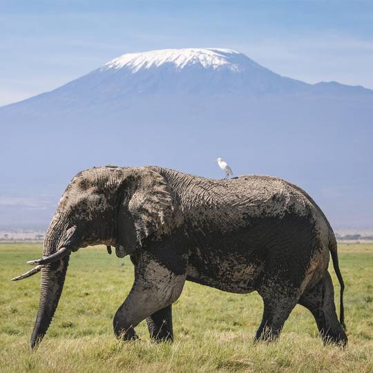 Éléphant au Kenya - Protéger les éléphants du Rambo Group Ranch - Programme Kenya - Association Beauval Nature