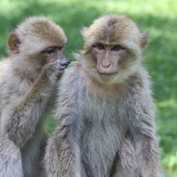 Magots du ZooParc de Beauval - Sauver les macaques de Barbarie - Programme Maroc - Association Beauval Nature