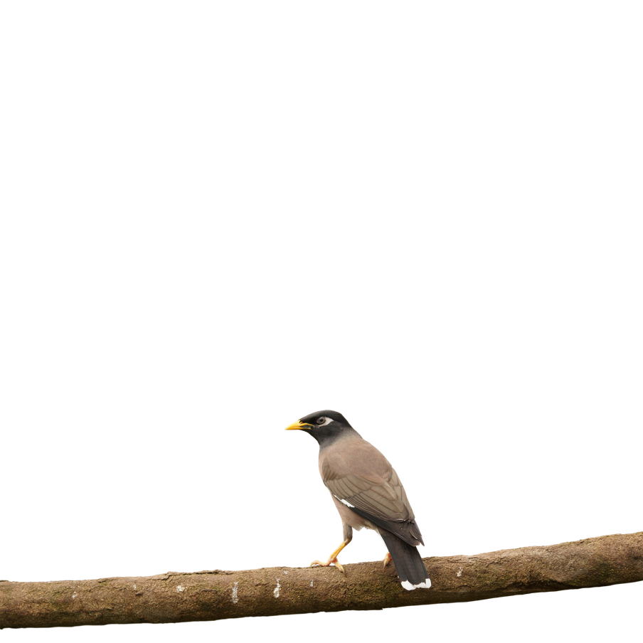 Protéger, reproduire et réintroduire les oiseaux chanteurs - Programme Indonésie - Association Beauval Nature