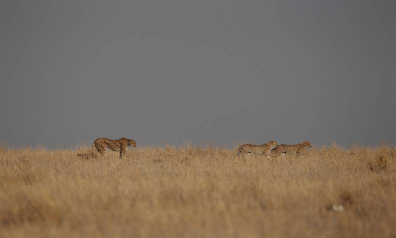 Groupe de guépards au loin - Sauver et réintroduire les guépards en sensibilisant à leur conservation - Programme Namibie - Association Beauval Nature