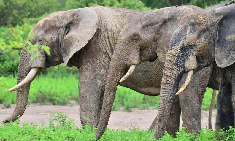 Groupe d'éléphants - Reconnecter les espaces naturels sur le continent africain - Programme Afrique - Association Beauval Nature