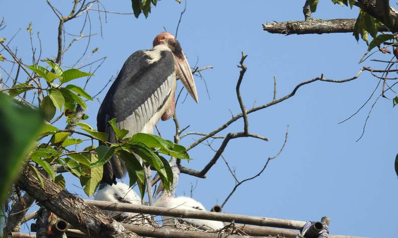 Nid de marabout - Créer des nids pour le marabout argala et faciliter sa reproduction - Programme Inde - Association Beauval Nature